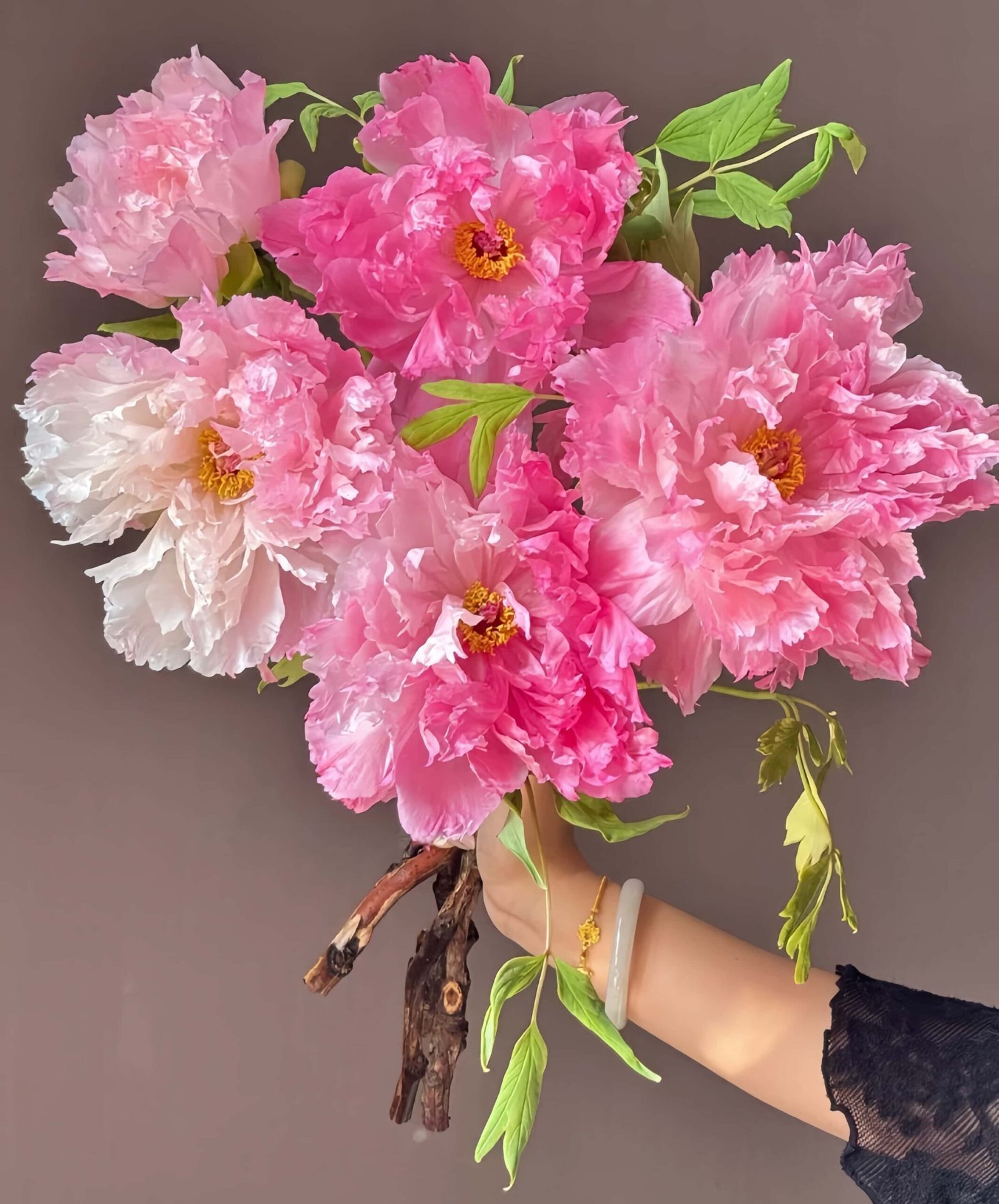 Rising Sun Seen From The Harbor Peony Plant丨Flower Gardens