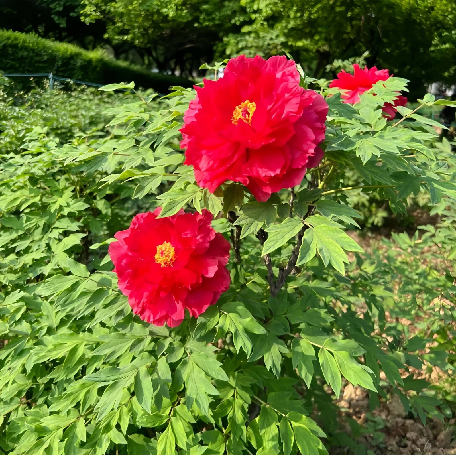 Rising Sun Seen From The Harbor Peony for sale丨Flower Gardens