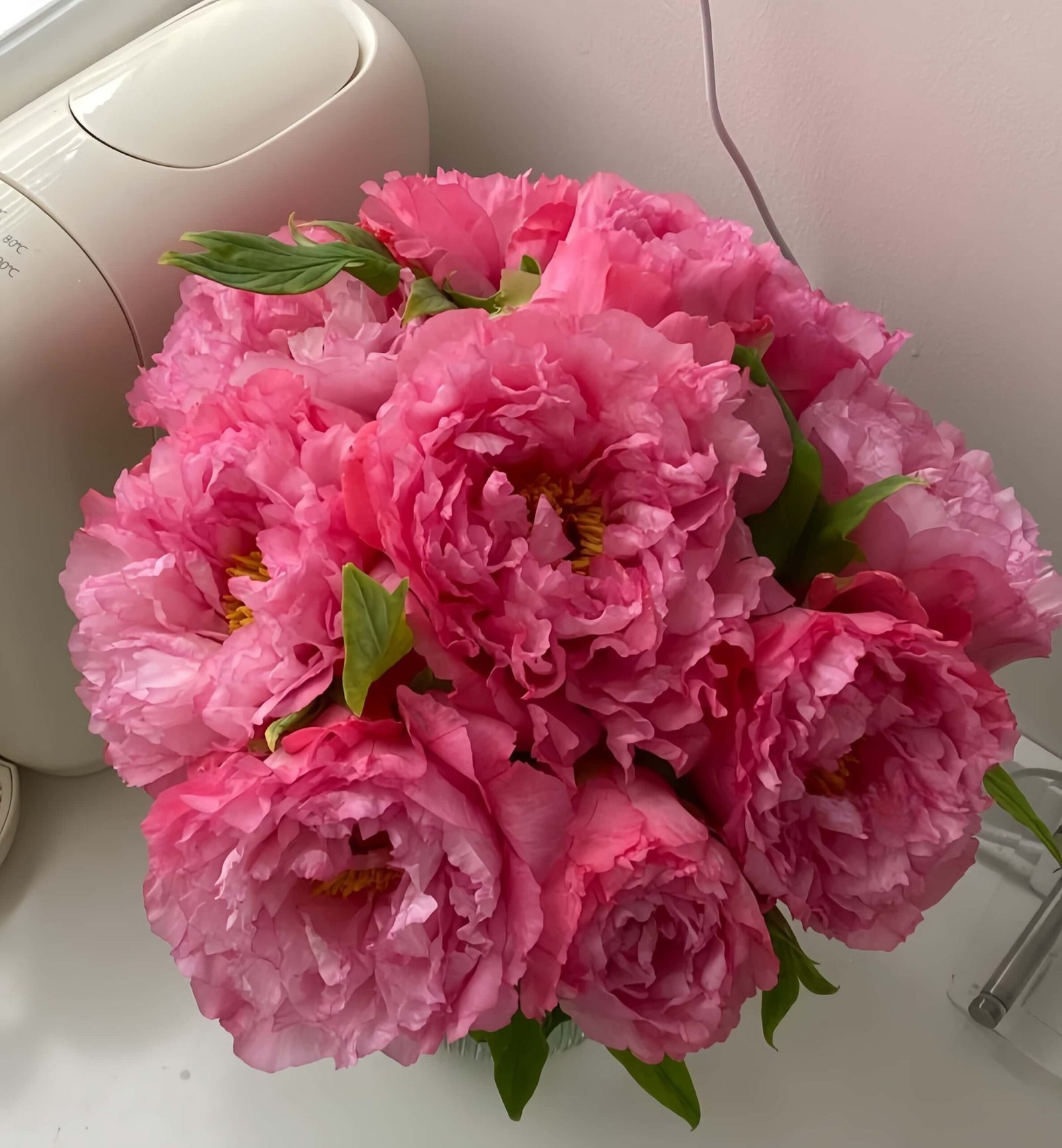 Asahi-minato Peony 丨Flower Gardens