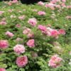 Rou Fu Rong Peony Plant for sale丨Flower Gardens