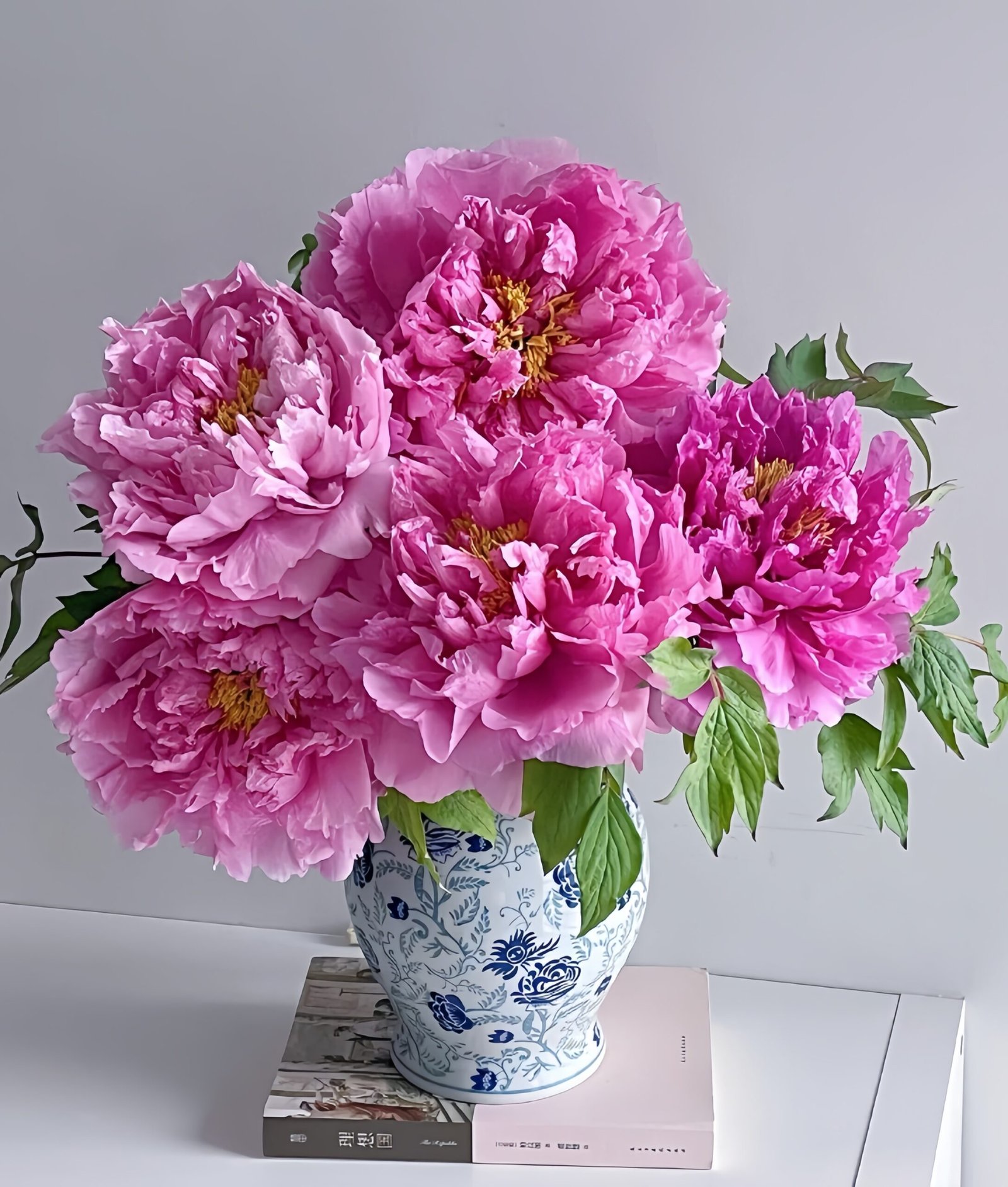 Rou Fu Rong Peony for sale 丨Flower Gardens