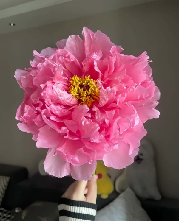 Rou Fu Rong Peony Plant丨Flower Gardens