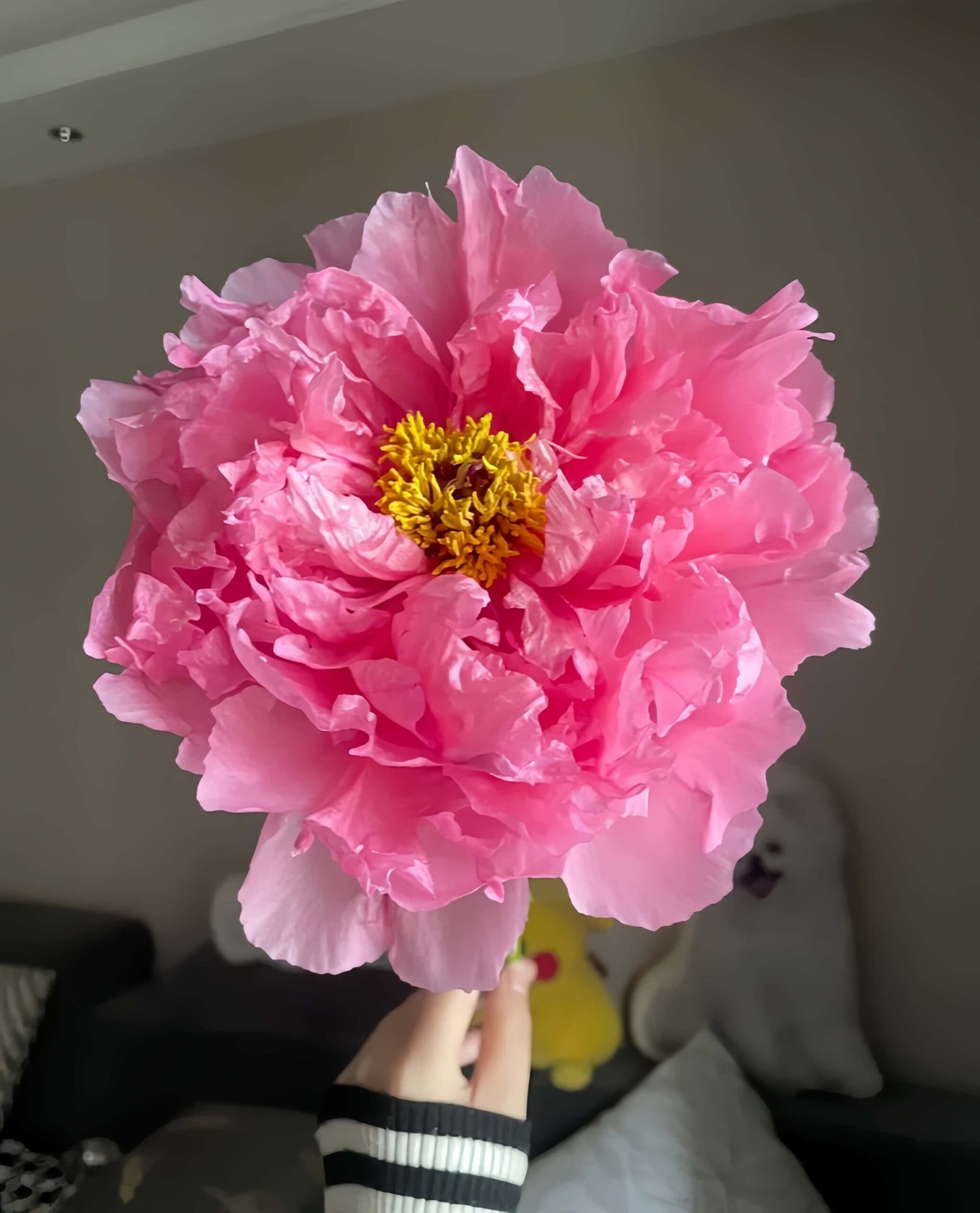 Rou Fu Rong Peony Plant丨Flower Gardens
