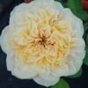 Shuttle Rose丨Flower Gardens