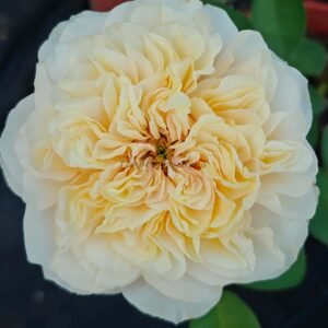 Shuttle Rose丨Flower Gardens