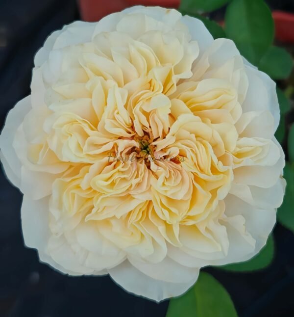 Shuttle Rose丨Flower Gardens