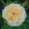 Shuttle Rose for sale丨Flower Gardens