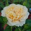 Shuttle Rose丨Flower Gardens