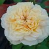Shuttle Rose plant丨Flower Gardens