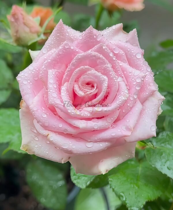 Shy Rose for sale丨Flower Gardens