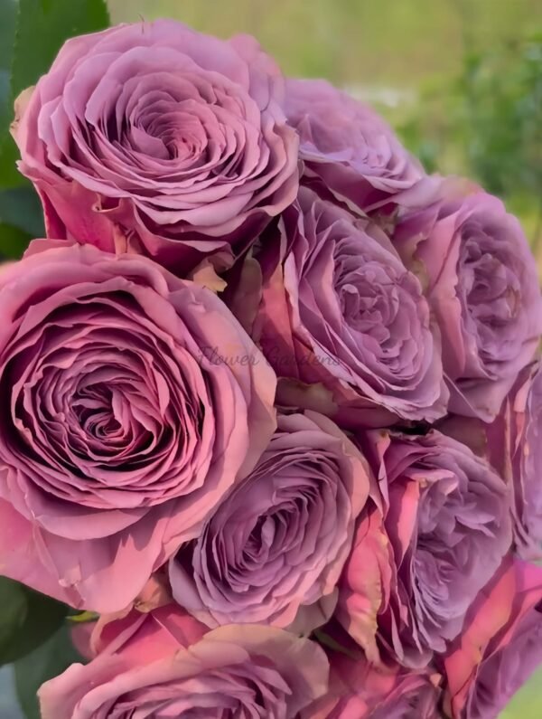 Smokey Eyes Rose丨Flower Gardens