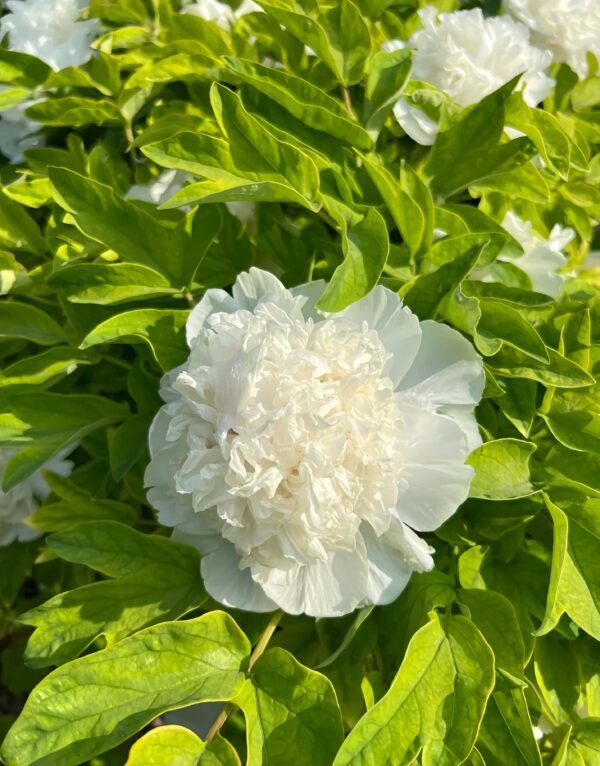 Snowy Pagoda Peony Plant丨Flower Gardens