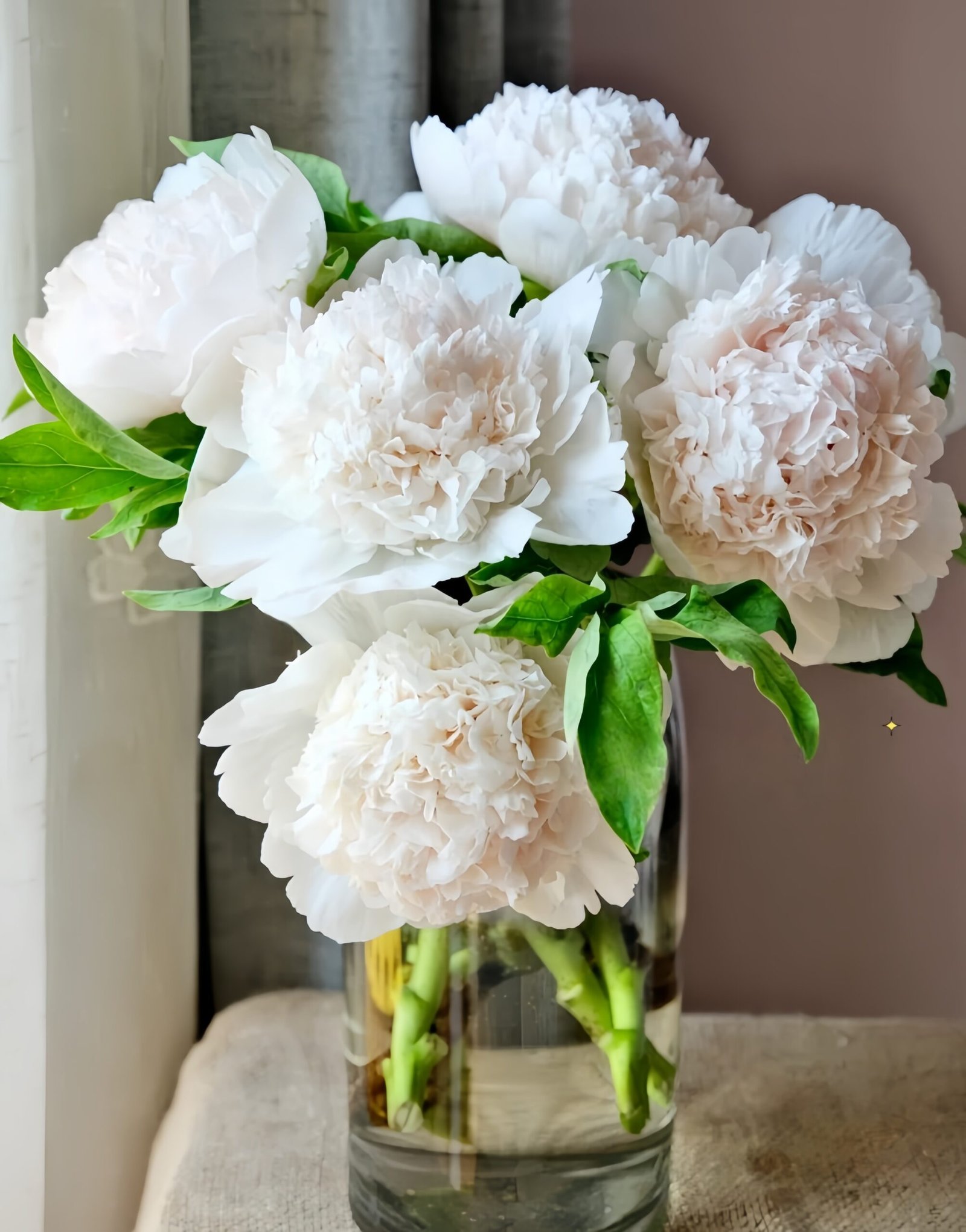 Bai Xue Ta Peony 丨Flower Gardens