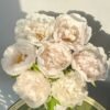 Snowy Pagoda Peony for sale 丨Flower Gardens
