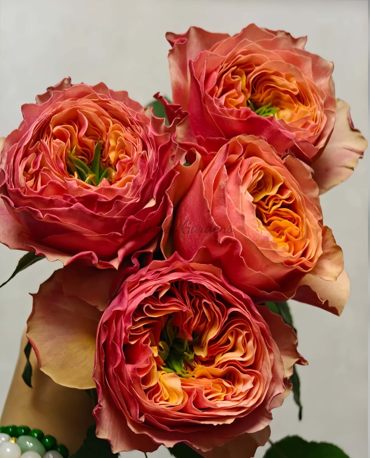 Winter Park Roses South Park Rose Plant|南方公园