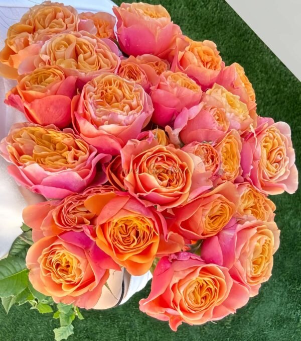 South Park Rose丨Flower Gardens