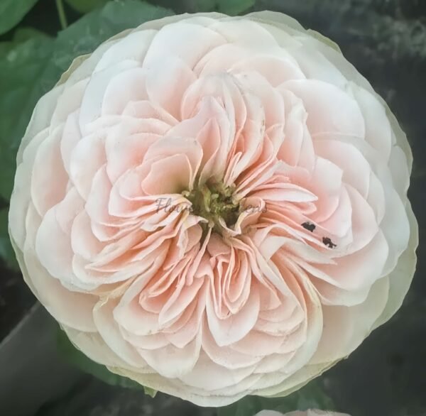 Springfied park Rose for sale丨Flower Gardens