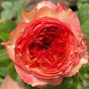 Star Trek Rose plant丨Flower Gardens