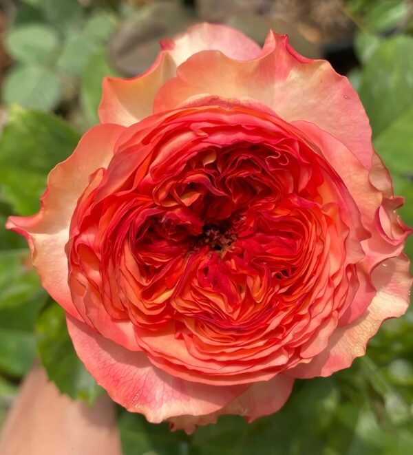 Star Trek Rose plant丨Flower Gardens