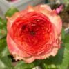 Star Trek Rose for sale丨Flower Gardens