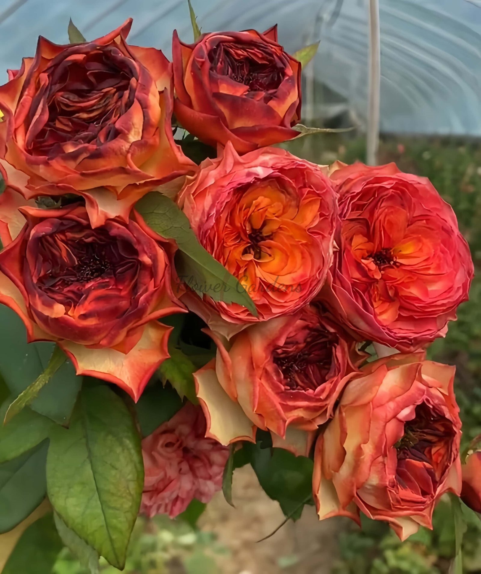 Star Trek Rose丨Flower Gardens