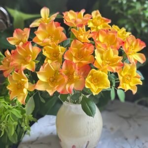 Summer of Love Rose丨Flower Gardens