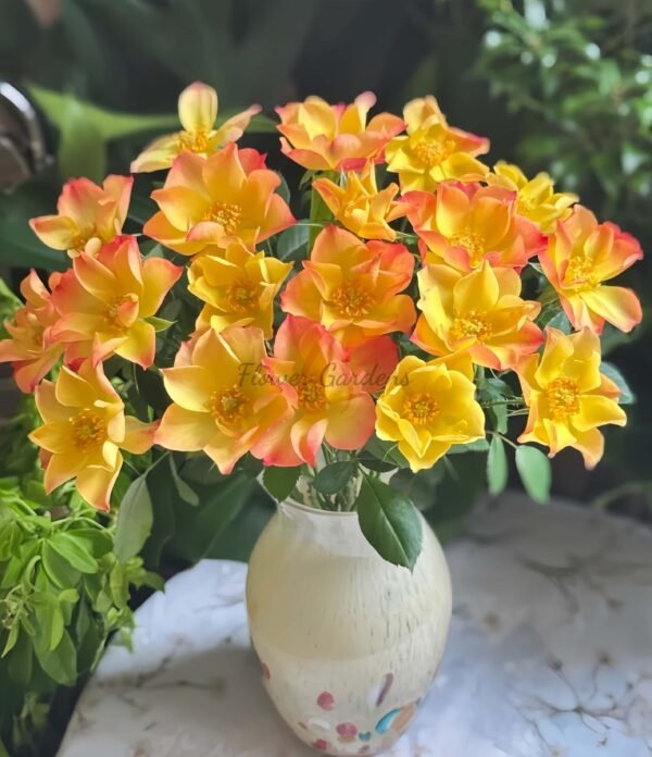 Summer of Love Rose丨Flower Gardens