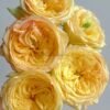 Sweet Osmanthus Chestnut Pastry with2 Sweet Osmanthus Chestnut Pastry with Rose for sale丨Flower Gardens