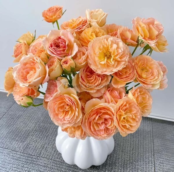 Tsukitohana Rose plant丨Flower Gardens