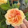 Tsukitohana Rose for sale丨Flower Gardens