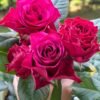 Venturoso Rose丨Flower Gardens