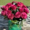 Venturoso Rose丨Flower Gardens