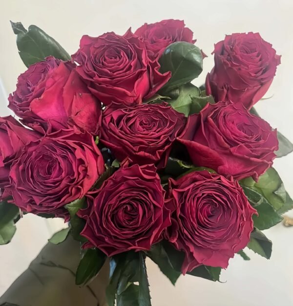 Venturoso Rose plant丨Flower Gardens