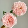 Victorian Pink Rose丨Flower Gardens