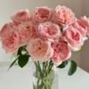 Victorian Pink Rose for sale丨Flower Gardens