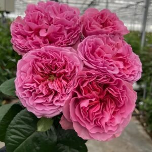 Villa Cerise Rose丨Flower Gardens