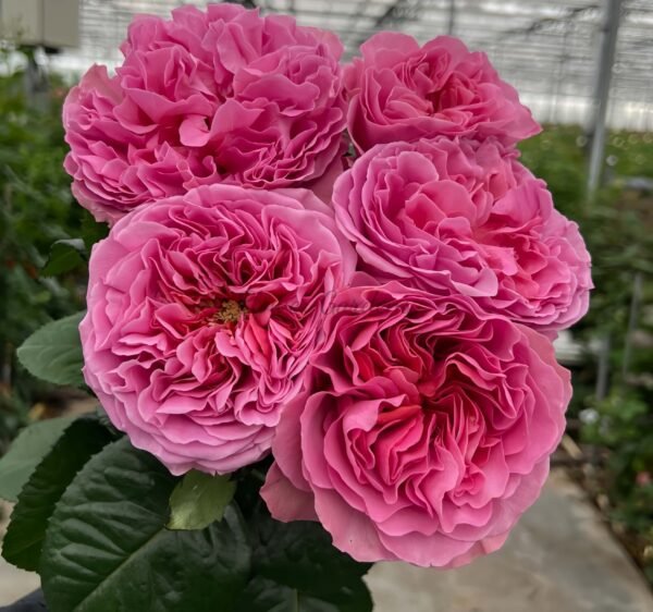 Villa Cerise Rose丨Flower Gardens