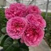 Villa Cerise Rose for sale丨Flower Gardens