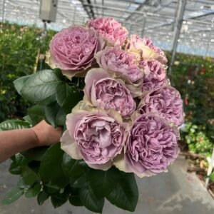 Villa Lila Rose丨Flower Gardens