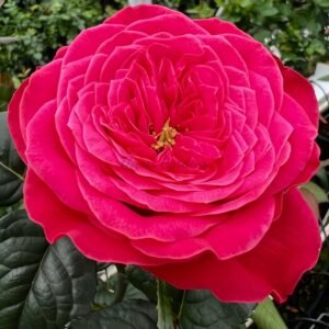 Villa Variola Rose for sale丨Flower Gardens