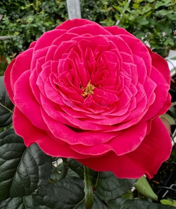 Villa Variola Rose for sale丨Flower Gardens