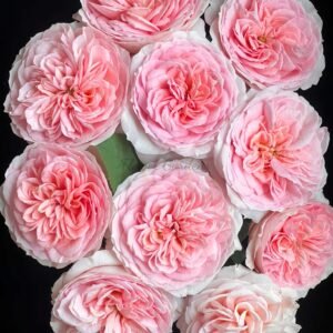 vivian Rose for sale丨Flower Gardens