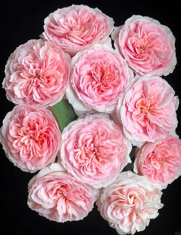 vivian Rose for sale丨Flower Gardens