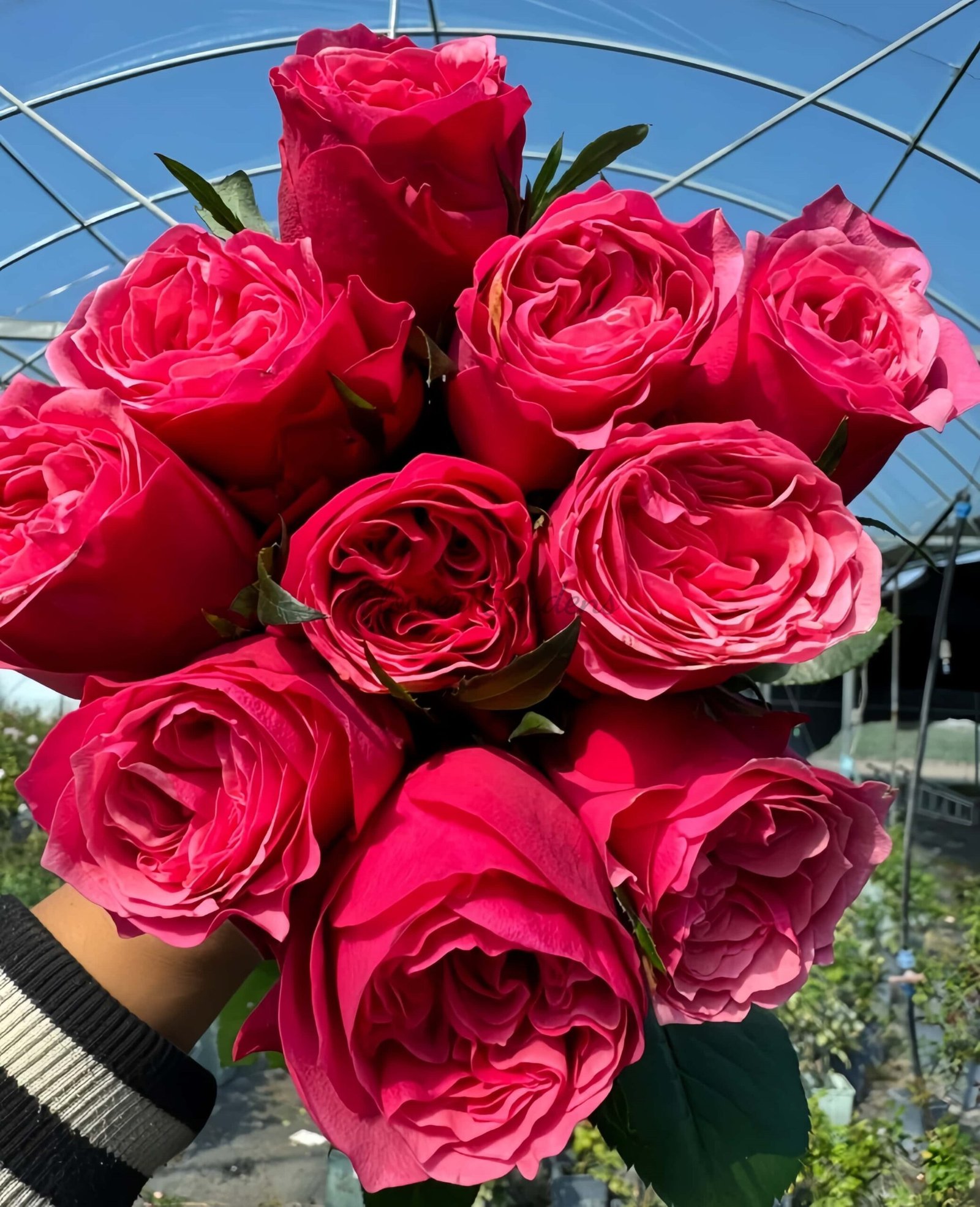 Xichun Rose丨Flower Gardens