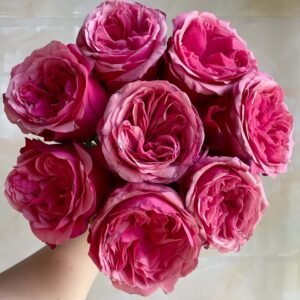 Xichun Rose for sale丨Flower Gardens