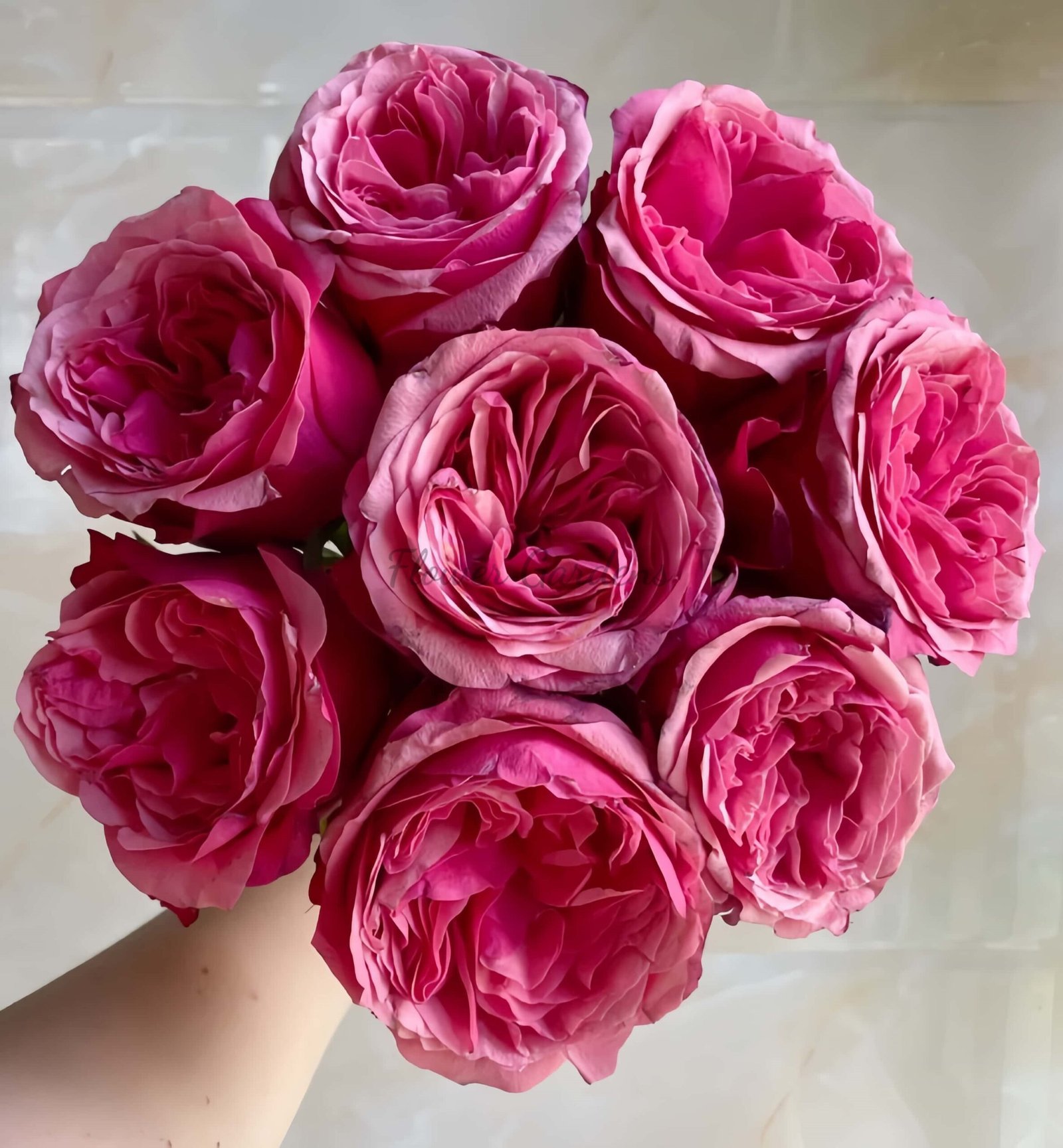 Xichun Rose for sale丨Flower Gardens