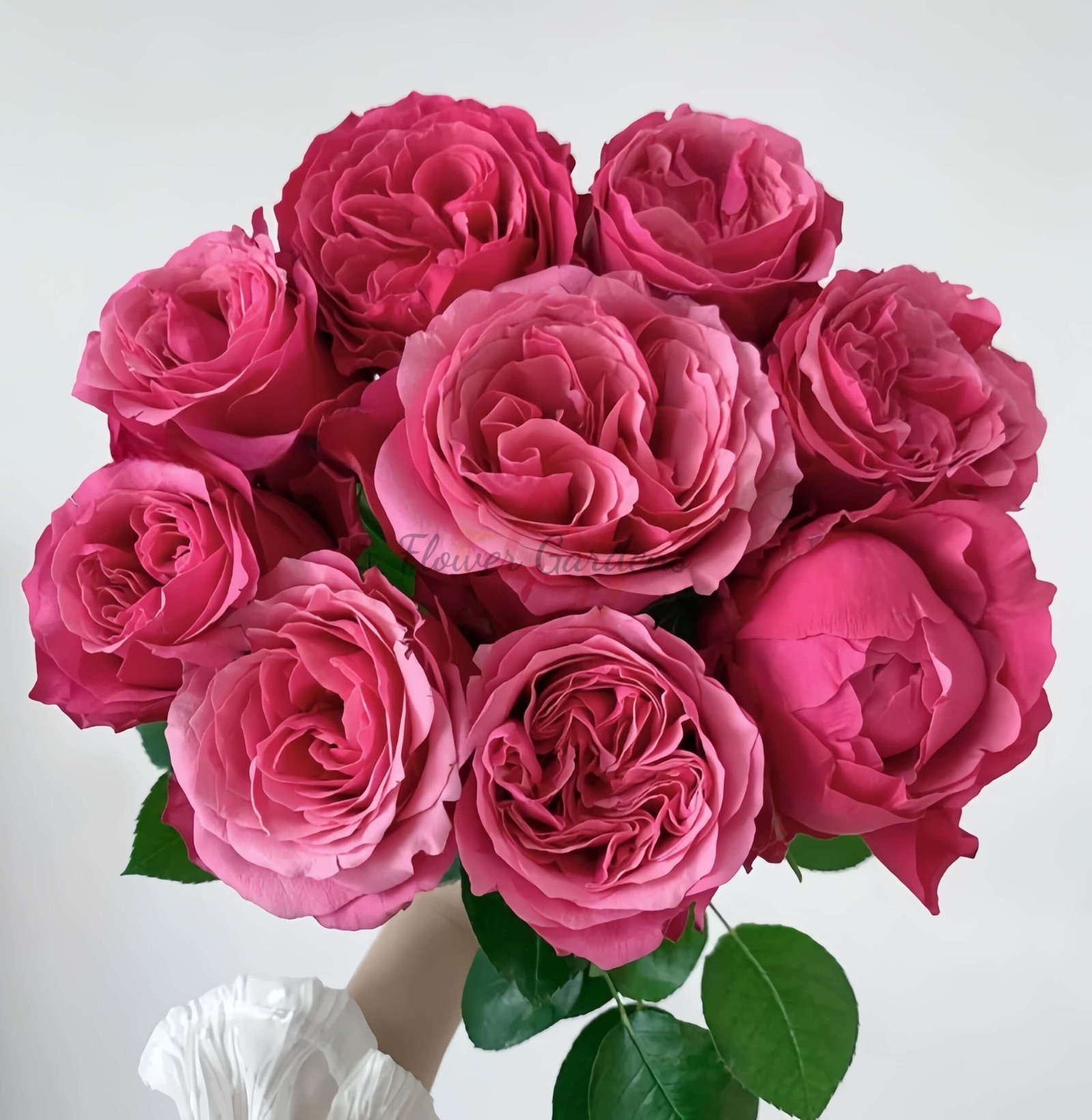 Xichun Rose丨Flower Gardens