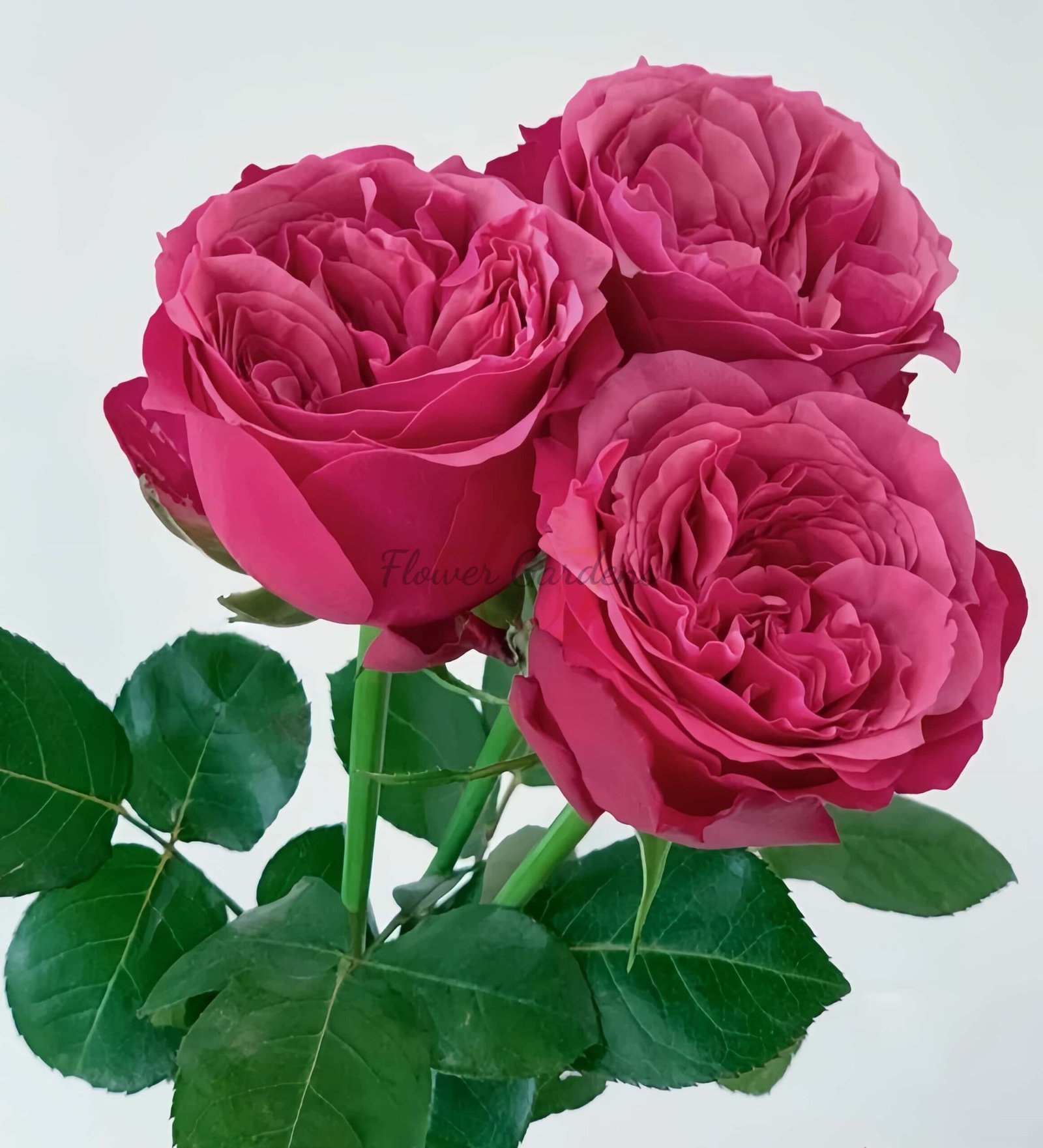 Xichun Rose plant丨Flower Gardens