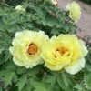 Yellow Crown Peony Plant丨Flower Gardens
