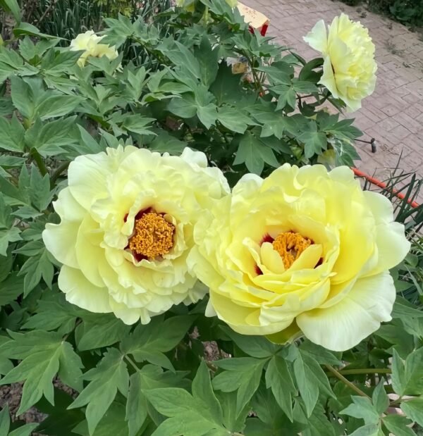 Yellow Crown Peony Plant丨Flower Gardens